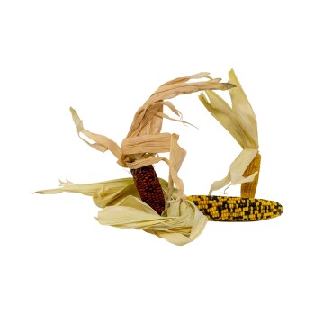 Getzoo Maispalmen Mix - getrocknet (3 Stück) Kleintiershop online kaufen