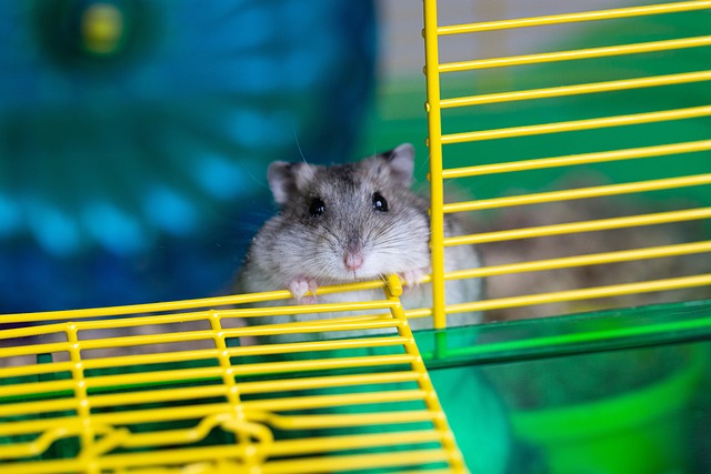 Die Psychologie des Hamsterrads