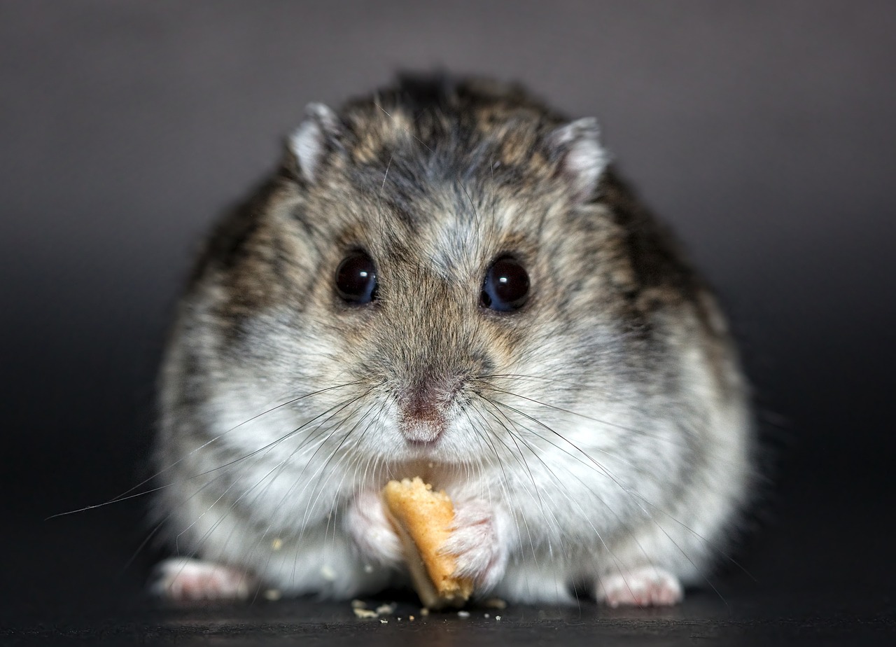 Winziger Wirbelwind: Der faszinierende Alltag eines Hamsters!