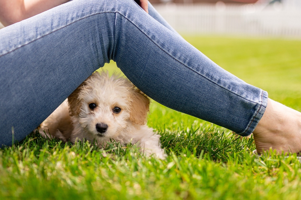 Tipps für die Haltung von kleinen Hunden